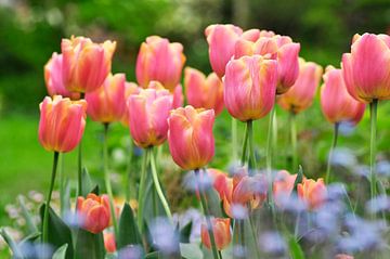 Roze tulpen van Corinne Welp