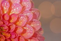 Dahlia flower with waterdrops