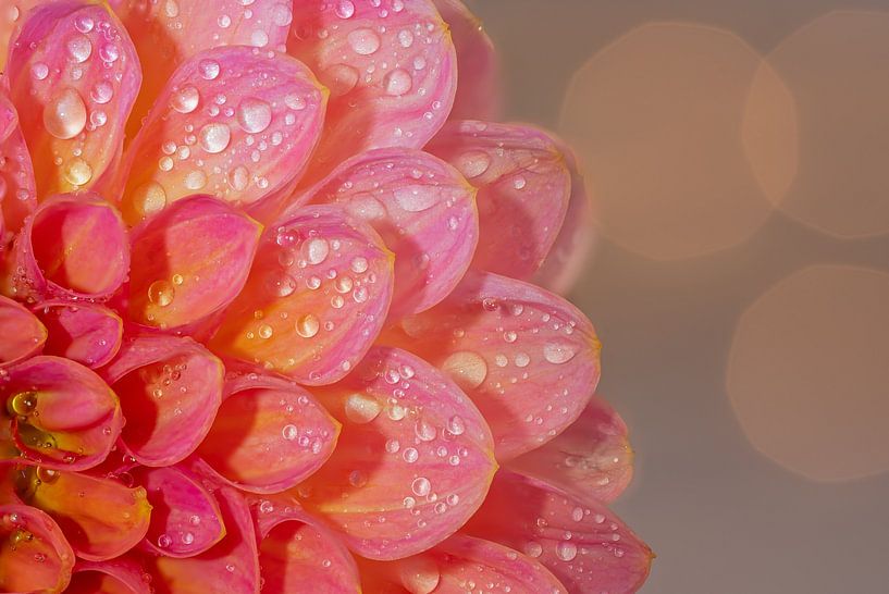 Dahlienblüte mit Wassertropfen von Dafne Vos