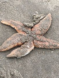 Starfish by Marjan van der Meij