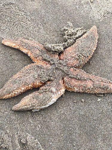 Starfish