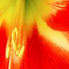 Closeup van een Amaryllis van Ilya Korzelius