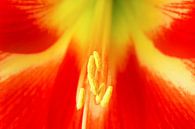 Closeup of an Amaryllis by Ilya Korzelius thumbnail