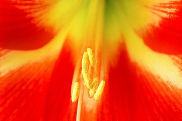 Closeup van een Amaryllis van Ilya Korzelius