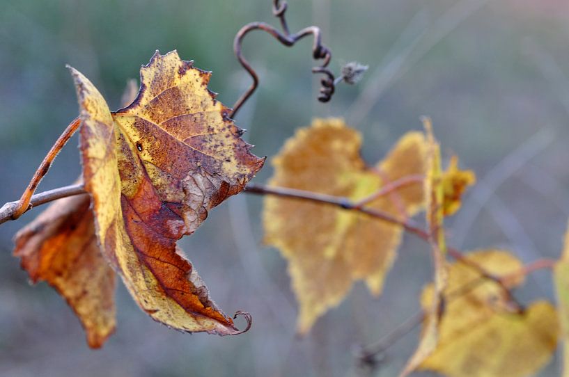 Weinrebe im Herbst von Anouschka Hendriks