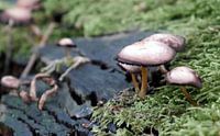 Paddestoelen in het mos
