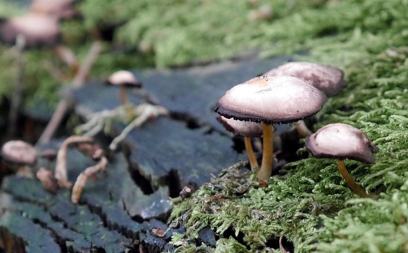 Paddestoelen in het mos van richard de bruyn