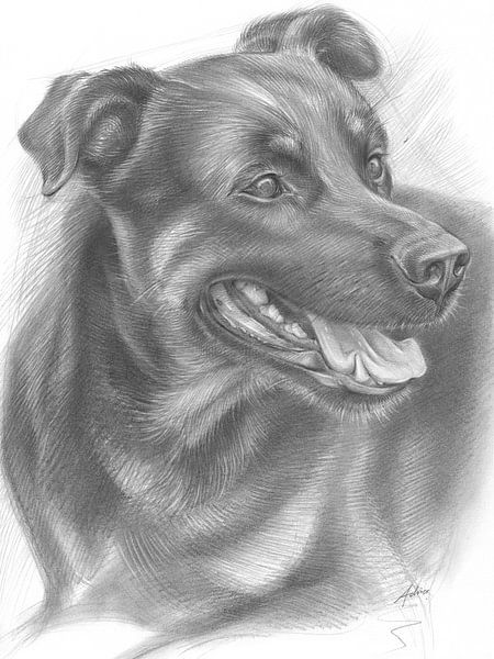 Friendly face of a male dog by Adriana Müller