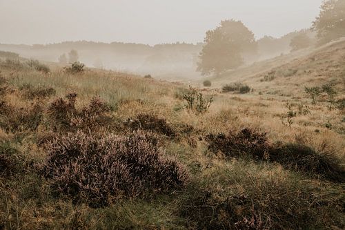 Mistige ochtend Posbank