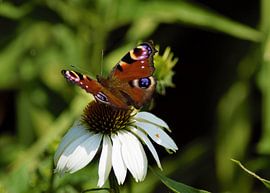 Butterfly on flower by Annemarie Kroon