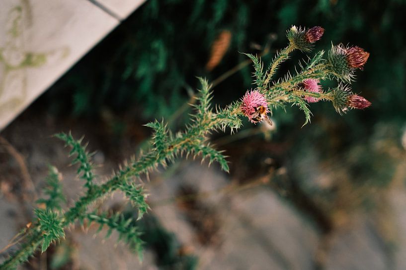 Am Wegesrand No. 2 von Momentaufnahme | Marius Ahlers