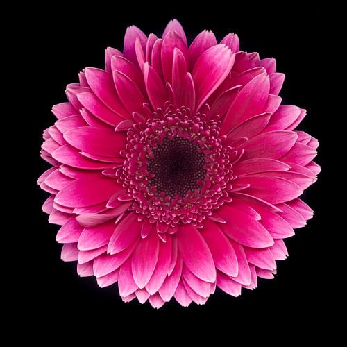Pink gerbera