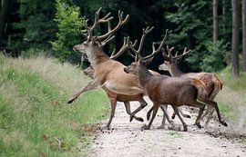 Edelherten aan de wandel von Anneke Kooiker