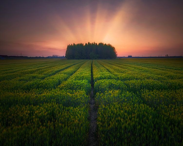 Sunset on barley farmland by Tiger Seo