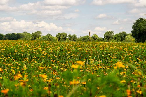 Niederländische Felder