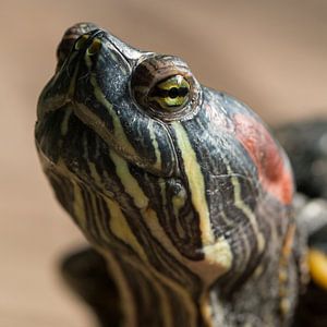 Schildkröte: Ich beobachte Sie