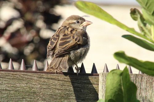 Sparrow sitting in the sun on the fence