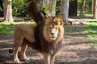 Grand lion mâle avec une forêt de crinières