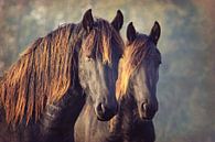 two of a kind... friese paarden.. van Els Fonteine thumbnail