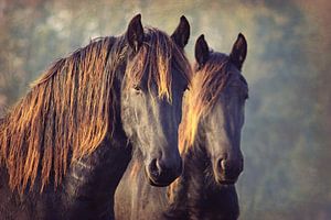 deux d'un genre.... Chevaux frisons.... sur Els Fonteine