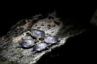Turtles