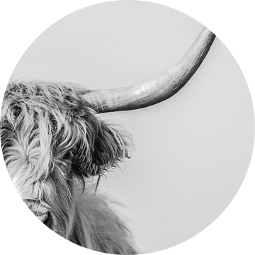 Portret van een Schotse Hooglander in zwart-wit