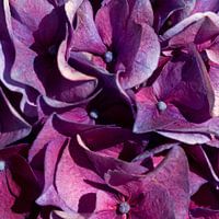 BERLIN Blumen - delightful purple