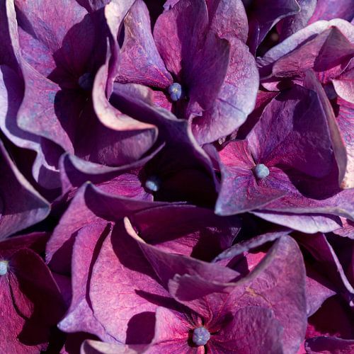 BERLIN Flowers - delightful purple by Bernd Hoyen