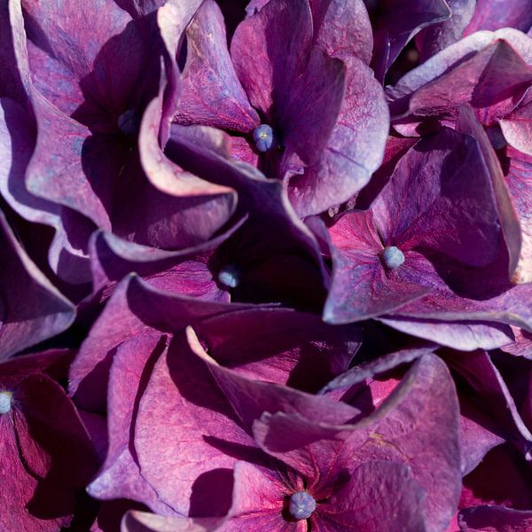 BERLIN Flowers - delightful purple by Bernd Hoyen