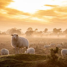Sheep on the Aekinger sand by Arie Flokstra Natuurfotografie