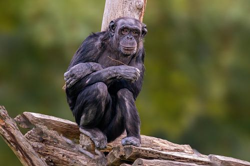 Chimpansee op een boomstam