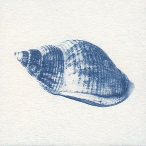 Wellhornschnecke
