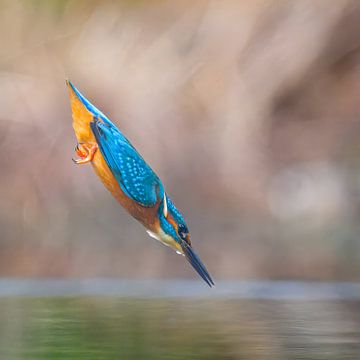 IJsvogel maakt visduik