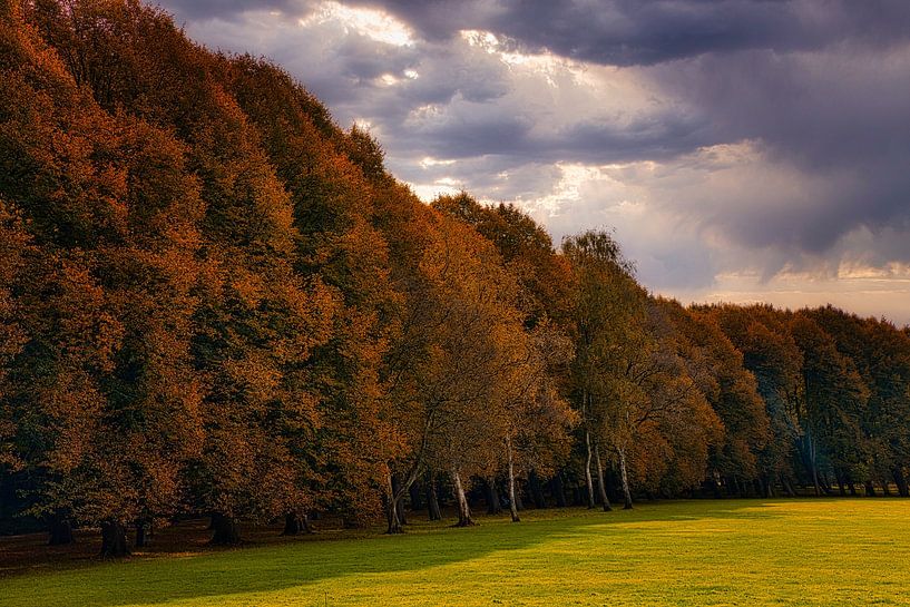 Forest edge in autumn by peterheinspictures