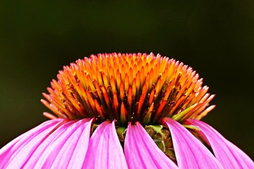 a purple coneflower in the garden