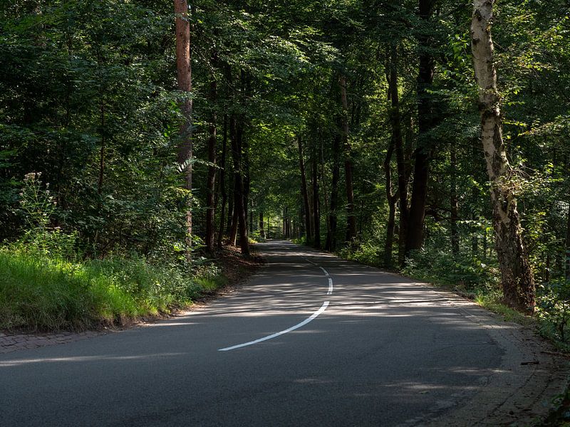 Winding road through the woods near the Posbank in the Netherlands by Robin Jongerden