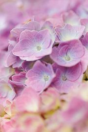 Hydrangea - Rainbow colours by Dagmar Hijmans