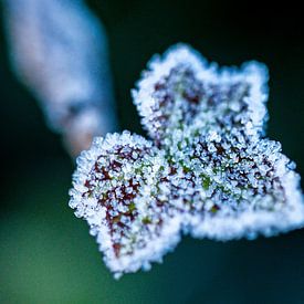 Des cristaux de glace scintillent sur une feuille de bruyère. sur Stefanie de Boer