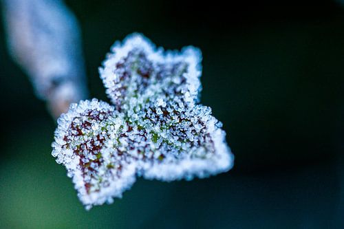 IJskristallen schitteren op een hederablad van Stefanie de Boer