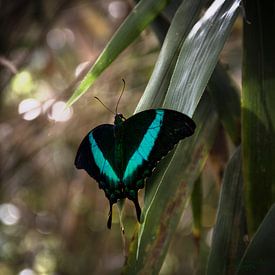 Butterfly: Papilio Palinurus by Guido Heijnen