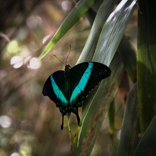 Vlinder: Papilio Palinurus