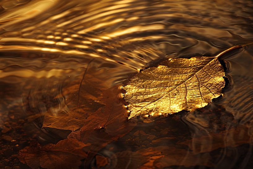 Goldenes Herbstblatt schwimmt auf ruhigem Wasser von Art & Soul Creations