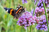 Butterfly (Vanessa atalanta) on flower (Verbena bonariensis)