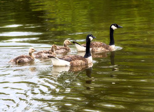 Ganzenfamilie zwemmend in het water