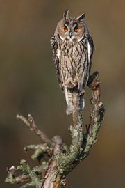 Long-eared Owl (Asio otus) by Ronald Pol