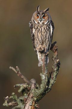 Ransuil (Asio otus) van Ronald Pol