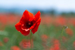 Mohnblume von Jaco Verheul