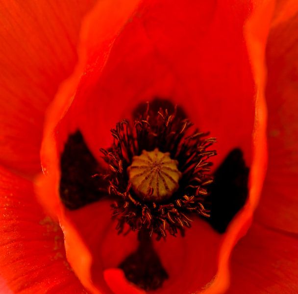 hart klaproos by George Burggraaff