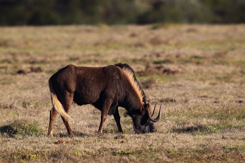 White-tailed wildebeest (Connochaetes gnou) by Dirk Rüter