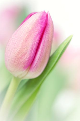 Je suis vraiment d'humeur... (Tulipe en fleur)